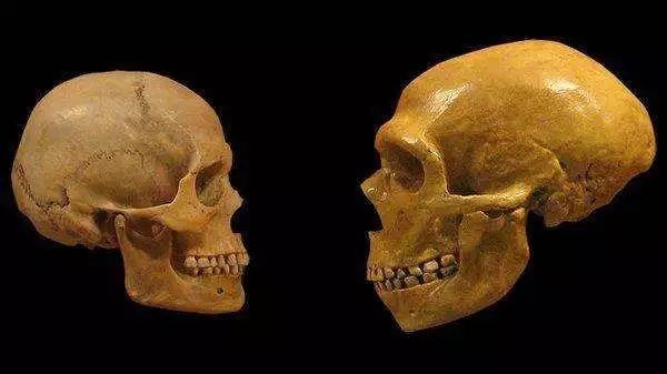 左为亚洲人头骨模型，右为欧美人头骨模型