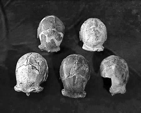 北京猿人头盖骨发现90周年，他与我们有没有关系