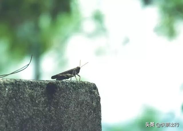 不输亚丁，媲美九寨沟！这个未被开荒的仙境，美到空气都凝固